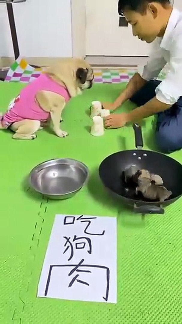 猜中救儿子，有我在你休想得逞。#萌宠出道计划_#萌宠_#萌宠出道计划_#萌宠日常记录_#萌宠日常记录(360p)