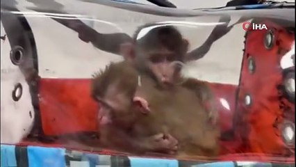 Kaçak yollarla ülkeye sokulacaktı: Üç şahin ve iki makak maymunu ele geçirildi
