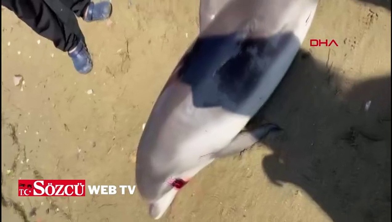 Yalova’da ölü yunus kıyıya vurdu