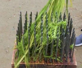 Botanical bliss! Freshy crafts that can be made with plants!