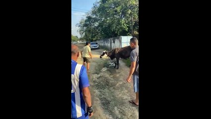 Vaca fujona chama a atenção na Avenida Durval de Góes Monteiro