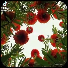 cf6fcfd690281331cafe3f1c85d860dd