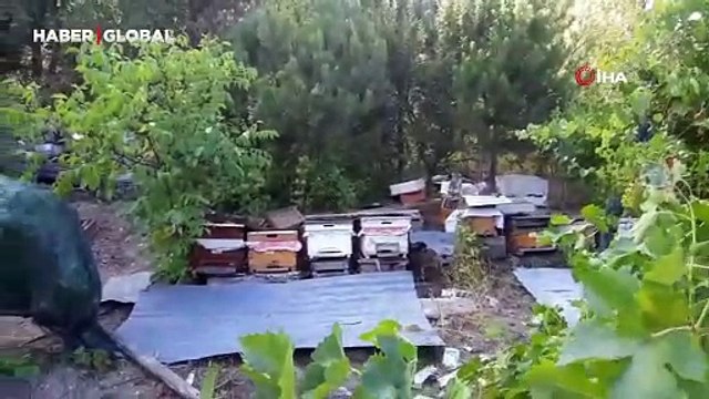 Bolu'daki ayılar köylülerin kabusu oldu: Düzenekle kovalıyorlar