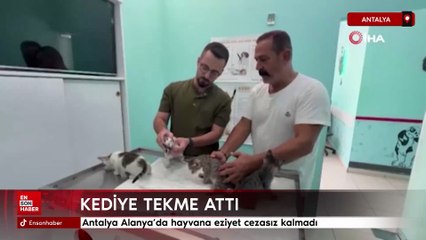 Antalya Alanya’da hayvana eziyet cezasız kalmadı