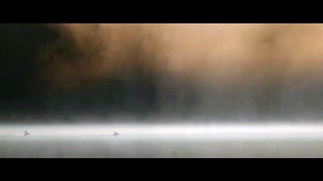 Le Chant des forêts Teaser VF