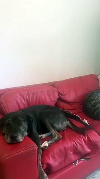 Calcio Napoli, Marco Cannata - Quando ti stai allenando Conte si gira bell e buon e aumenti il ritmo (11.09.25)