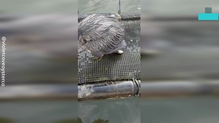 Giant Ribbed Muscle Bites Heron