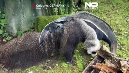 Una cría de oso hormiguero gigante hace su primera aparición en el zoológico de Colonia
