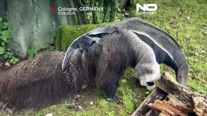 Filhote de tamanduá-bandeira faz primeira aparição no zoo de Colónia