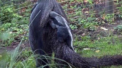 Młody mrówkojad olbrzymi po raz pierwszy w zoo w Kolonii
