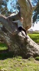 Woman Hilariously Slides and Falls off Tree Trunk