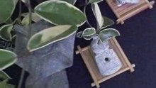 人首磯璇璧 D3 三星堆珍寶 玉而富