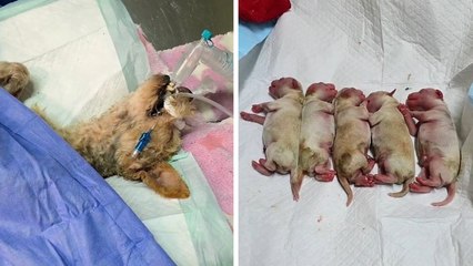 CDMX: La perrita 'Cereza' tiene a sus cachorros tras resultar herida en la explosión en Puente de la Concordia