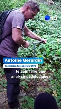 Chartreuse : l'examen de la composition de la terre pour définir les futures essences d'arbres