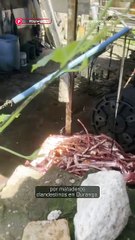 Rastros Clandestinos Impactan Hasta 50% del Rastro Ganadero 🐄