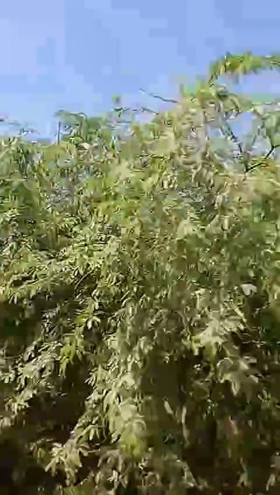 VID_20250821_120740