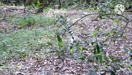 Os animais mais fofos do mundo N•382