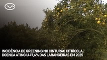 Incidência de greening no cinturão citrícola em 2025: doença atingiu 47,6% das larangeiras
