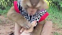 MonkeyDailyMonkeyVideosFunnyAnimalsPetMonkeyCuteMo_1757631942536