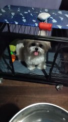 🔴 IT'S MAMAM TIME WITH PICKLES #shihtzu