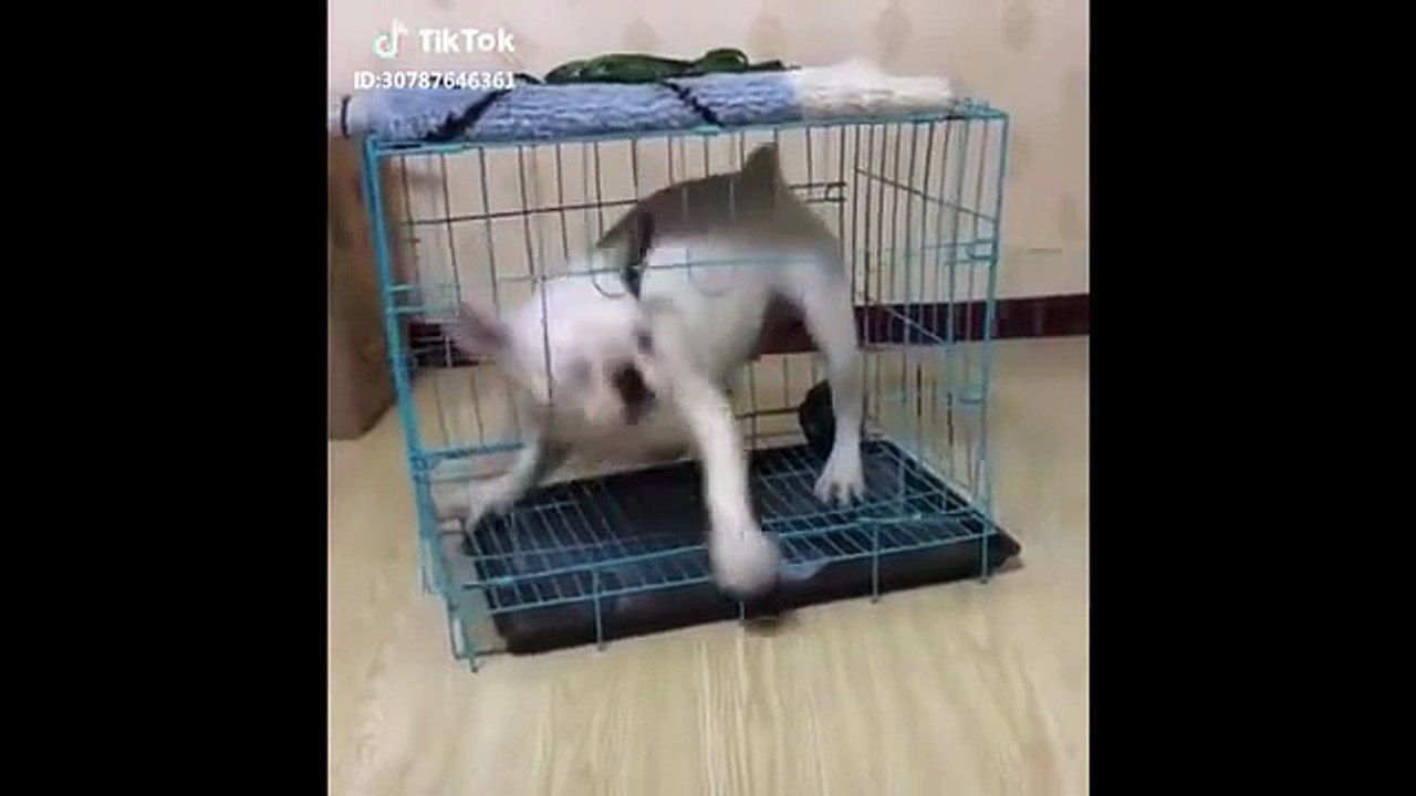 Hilarious Funny Cat Videos 😹 | Cute & Silly Cats Compilation 2025