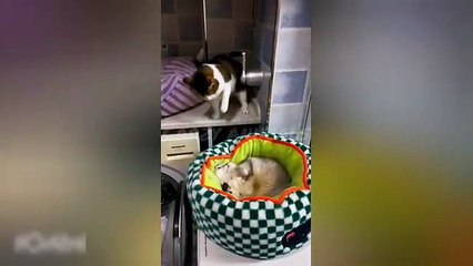 “Try Not to Laugh Challenge 😂 Funny Cat Videos Compilation”