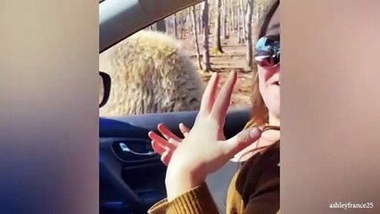 “Ultimate Funny Cat Moments 😸 | Cute Cats Doing Crazy Things”