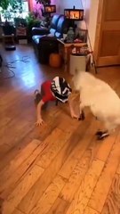 Cute & Funny Cat Reactions 😻 | Best Cat Videos Ever