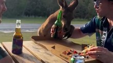 Kangaroo diaries in Australia 🇦🇺