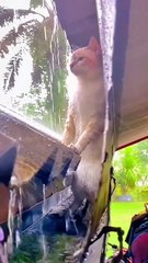 waiting for him .  A beautiful moment #55