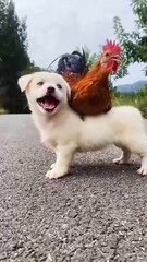 Wait for me to grow up  puppy and chicken . A beautiful moment #56
