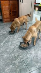 Very smart dog . A beautiful moment #57