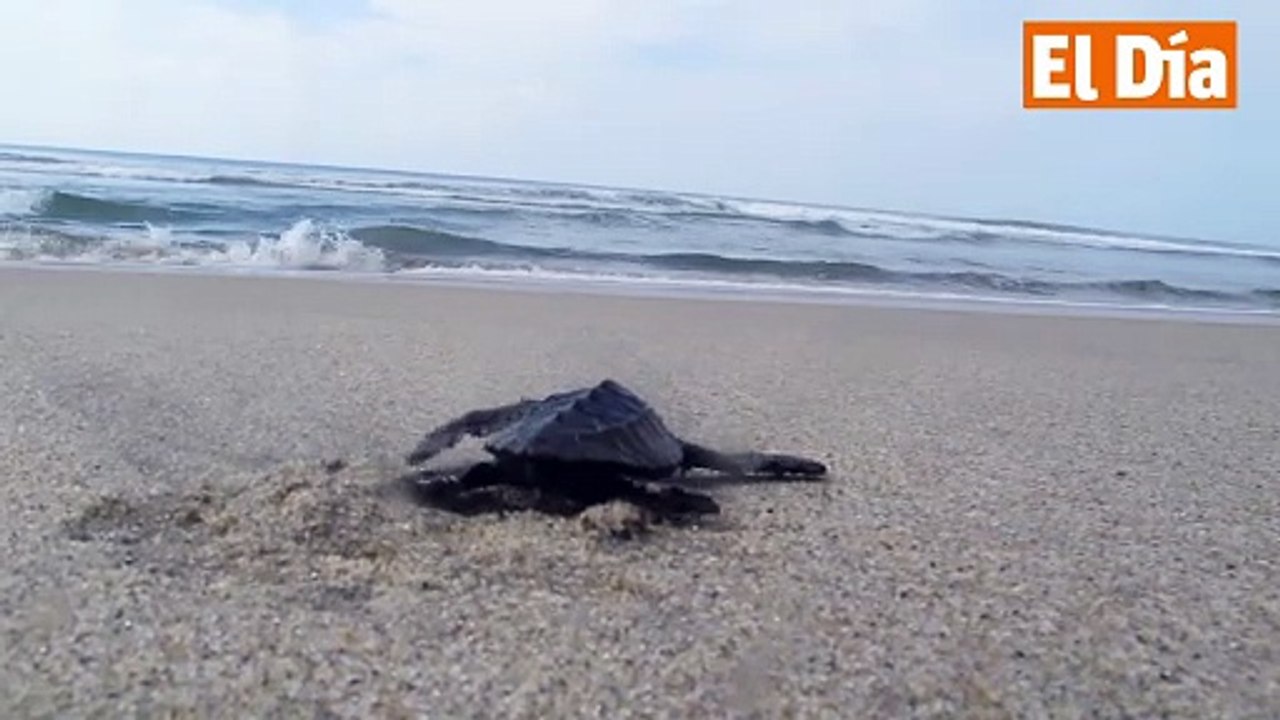 Tortugas marinas en RD: Una carrera contra la extinción