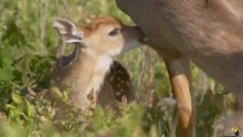 Coyote vs Deer - हिन्दी डॉक्यूमेंट्र #documentary