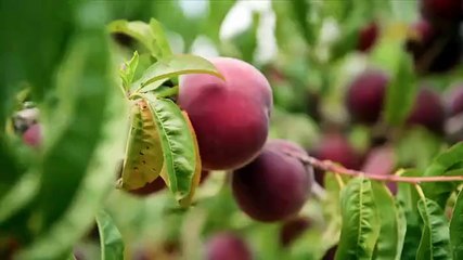 Nadia's Farm Kitchen - Season 1 Episode 1