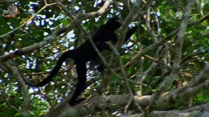 Wild Amazon, Wild Animals Hindi,