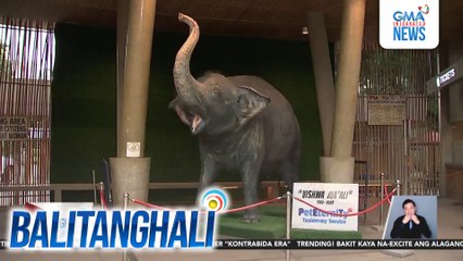 Taxidermy ng elepanteng si 'Mali,' ililipat sa Nat'l Museum of Natural History | Balitanghali