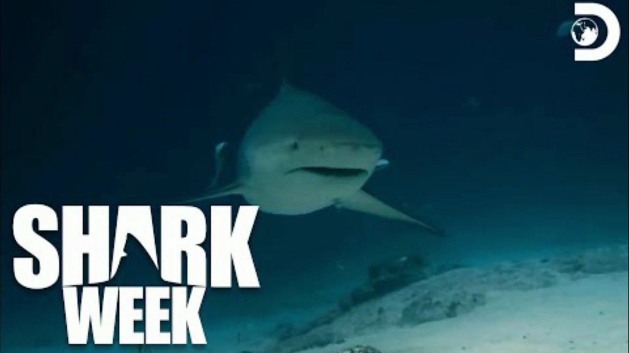 The Shark Feeding Frenzy | Battle for Shark Mountain | Shark Week