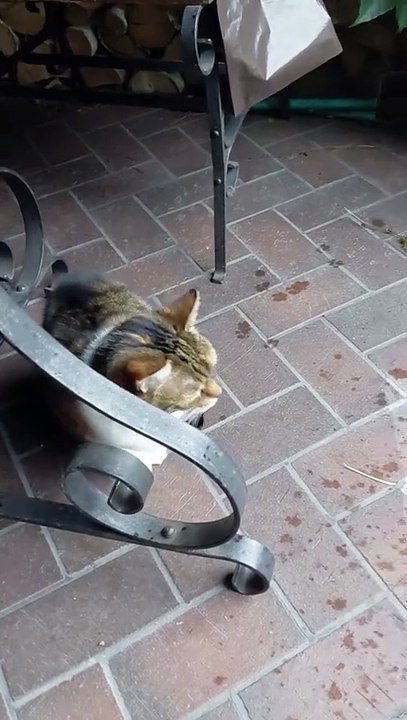 Rain lover ....  looks like she sends a kiss at the end:) #Shorts #cats #funnycats #viralcats #cute #funny