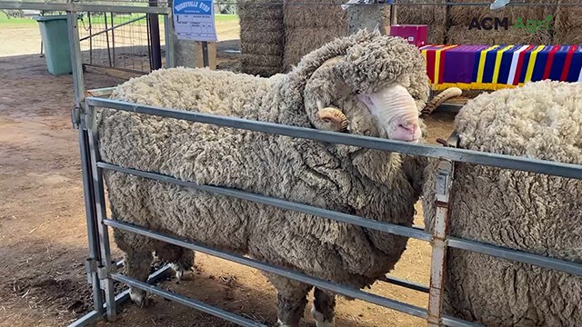 Merryville Ram Sale showcases 'stylish, well-covered Merinos'