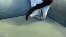 “Too Cute! Perfectly Aligned Cat Nap 😻” | Funny Pet Shorts