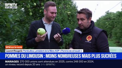 Pommes du Limousin: moins nombreuses mais plus sucrées