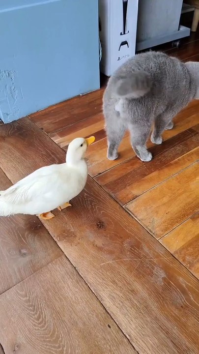 The cat and the duck who will win
