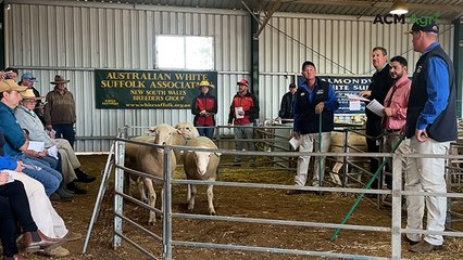 Top-priced White Suffolk ram at Almondvale, Urana