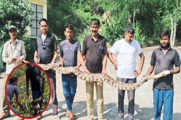 रतनपुरा गांव में बाजरे के खेत से निकला 10 फीट लंबा अजगर, वन विभाग को सौंपा गया
