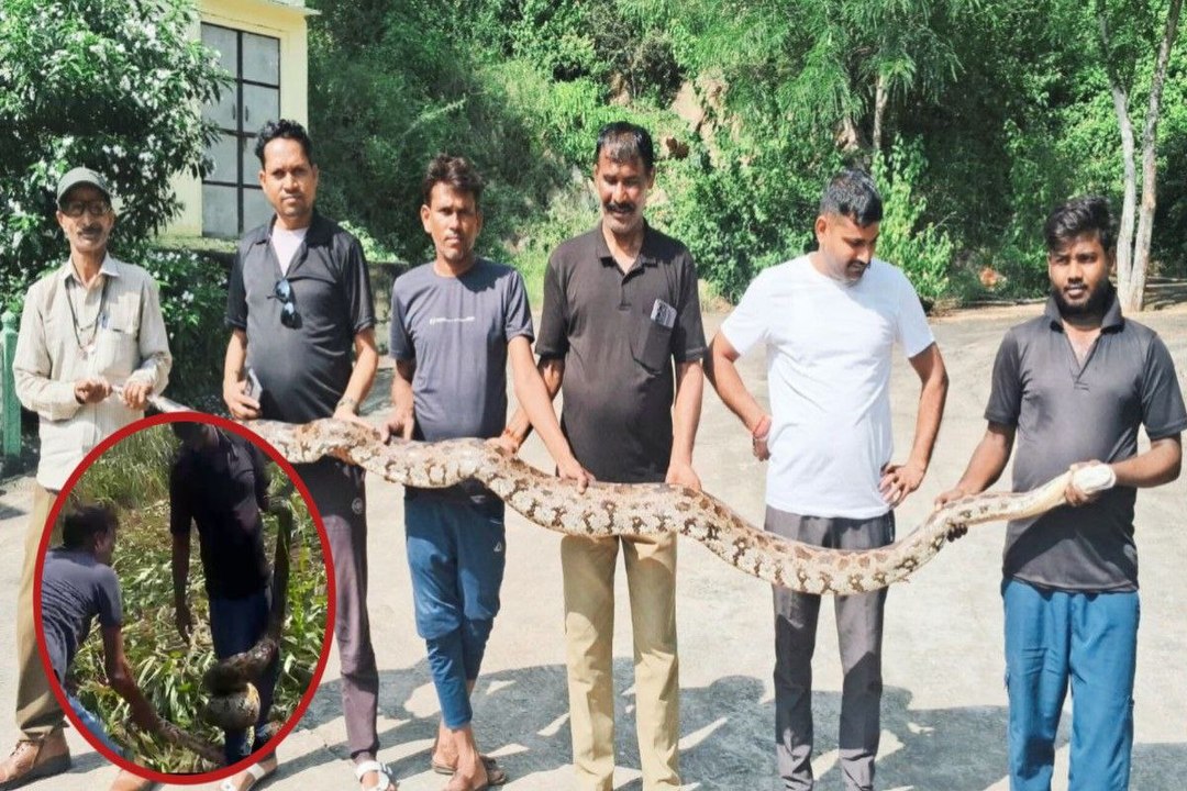 रतनपुरा गांव में बाजरे के खेत से निकला 10 फीट लंबा अजगर, वन विभाग को सौंपा गया