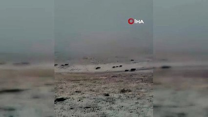 Erzurum'a yılın ilk karı yağdı! Bir anda bastırdı, her yer bembeyaz oldu