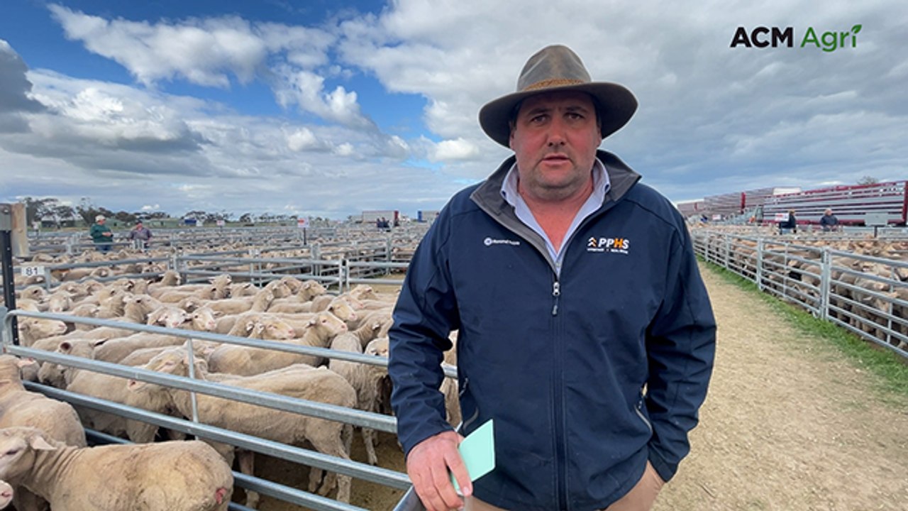 Pinnaroo offshears Merino ewes set high benchmark in 12,000 head yarding