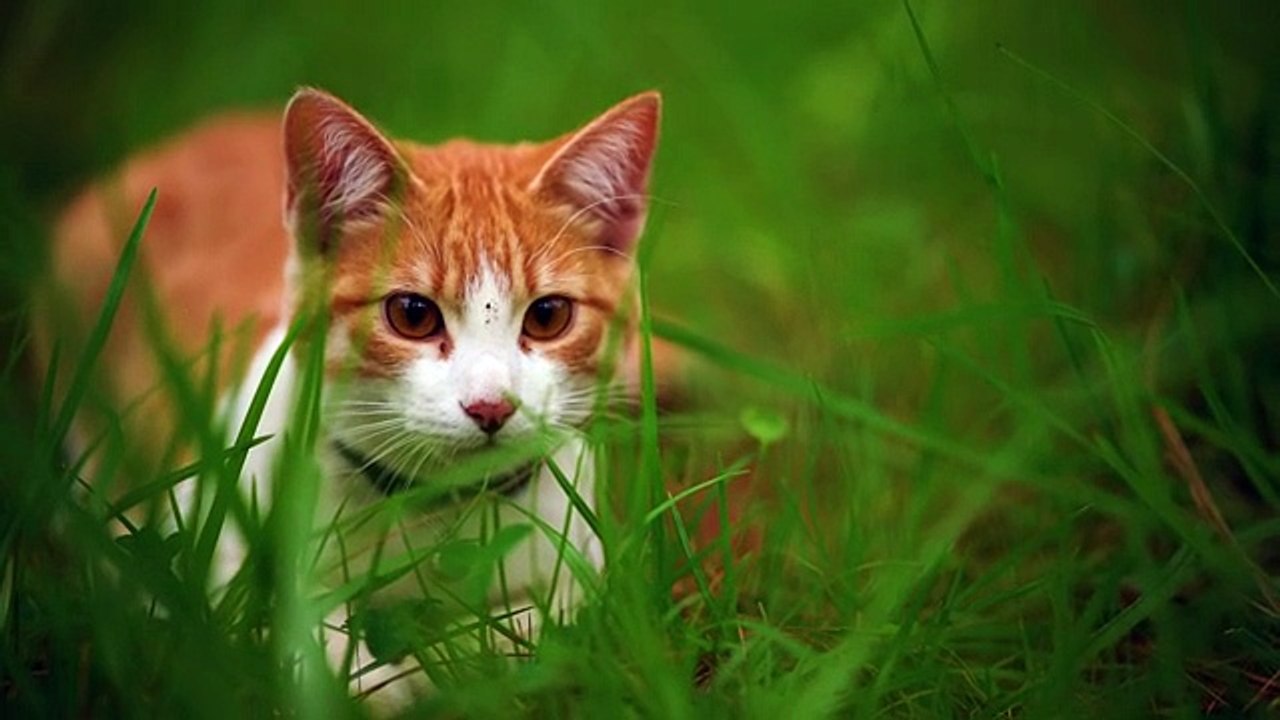 White cat lying among the grasses seen up close