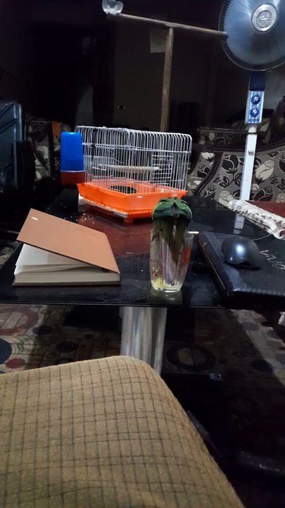 parrot drinking mango